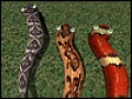 Free download AxySnake screenshot