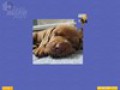 Bezpłatne pobieranie Super Jigsaw Puppies zrzutu ekranu 3